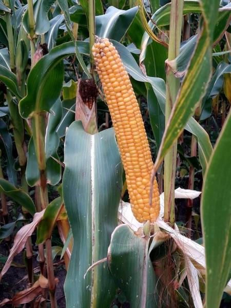 В области начали убирать кукурузу на зерно