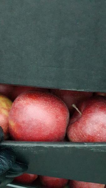 В Смоленской области задержали 15,5 тонн белорусских яблок без сопроводительных документов